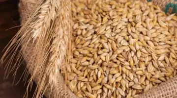 سعر طن الأرز الشعير اليوم الاثنين 29 يونيو 2026